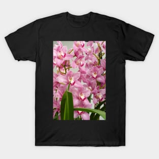 Pink Cymbidium Orchids T-Shirt
